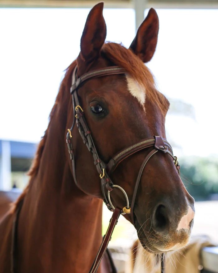 Shop Horse Bridles & Strapping Saddleworld Dural