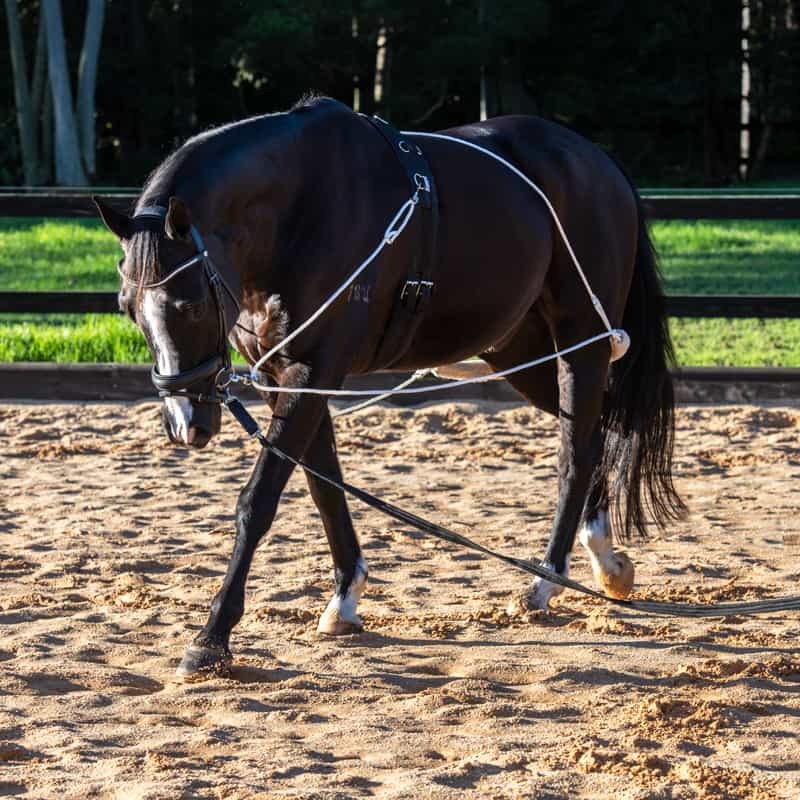 Horse Training Aids Leads, Spurs & Whips page Saddleworld Dural
