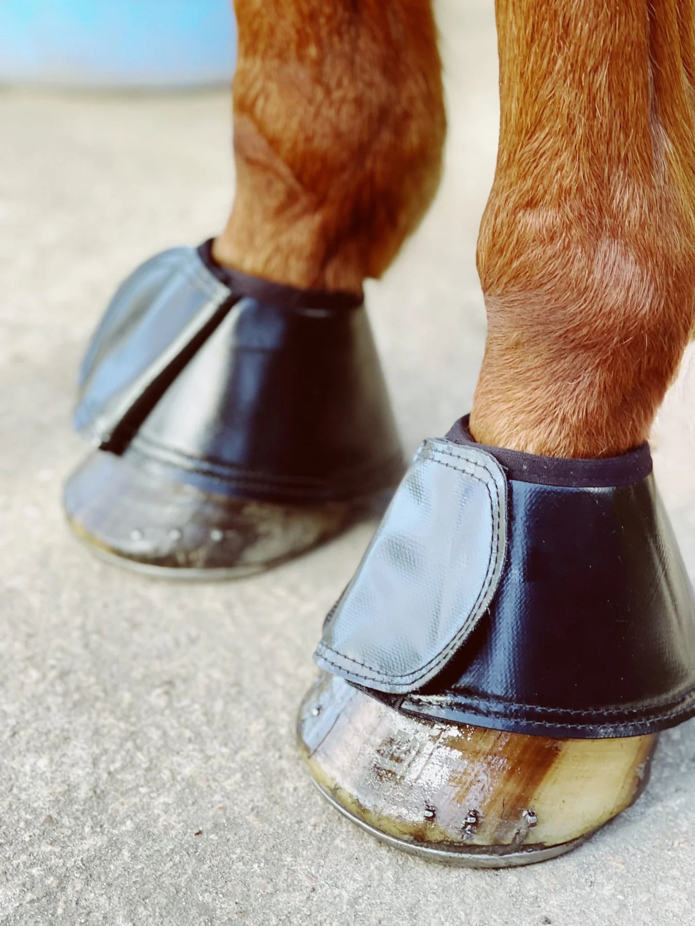 Gold 2025 horse boots