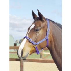 Academy Halter: Web design, brass fittings, sizes Foal to Warmblood, colors - Royal Blue, Navy, Black.
