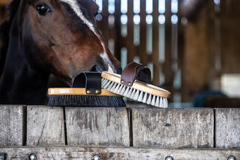 Horse Grooming Supplies Australia