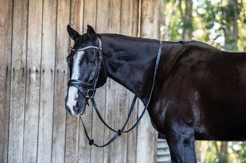 Horse Health Problems