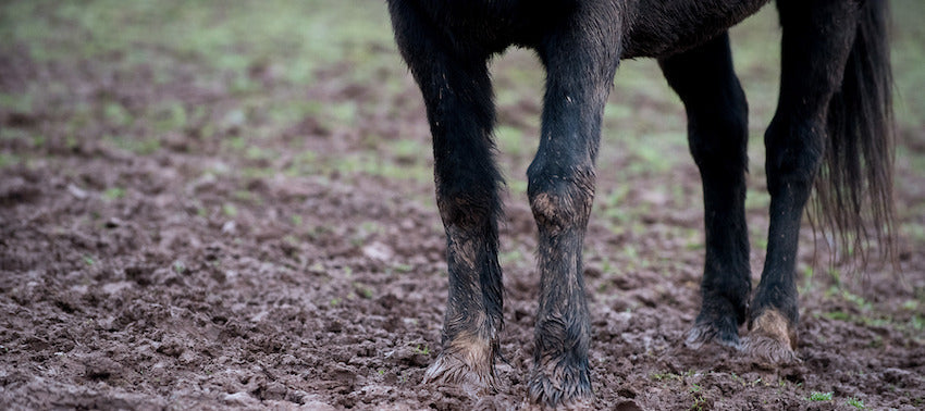 Hoof Issues in Wet Weather | Saddleworld Dural