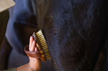 Horse Grooming Essentials for Everyday Horse Care