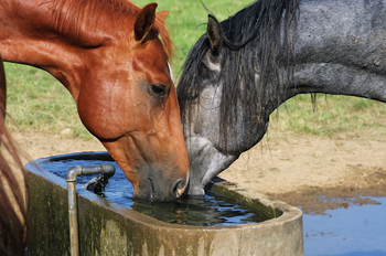 Horse Electrolyte Supplements Guide