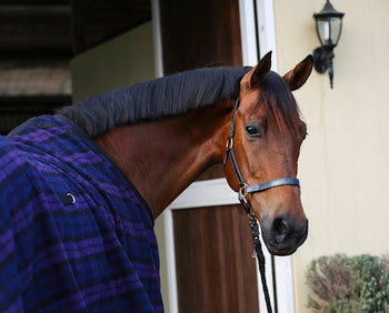 Preparing Horses for Travel and Competitions