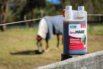 How to Make Your Horse Stronger Every Day with the Right Supplements