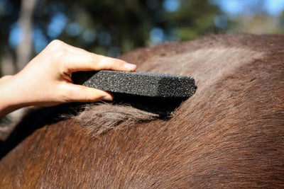 Goodbye Winter Coat: Easy Deshedding Tools and Tips from Saddleworld Dural