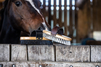 Horse Care Essentials Every Rider Should Have