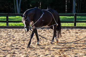 Right Training Aids Improve Every Ride