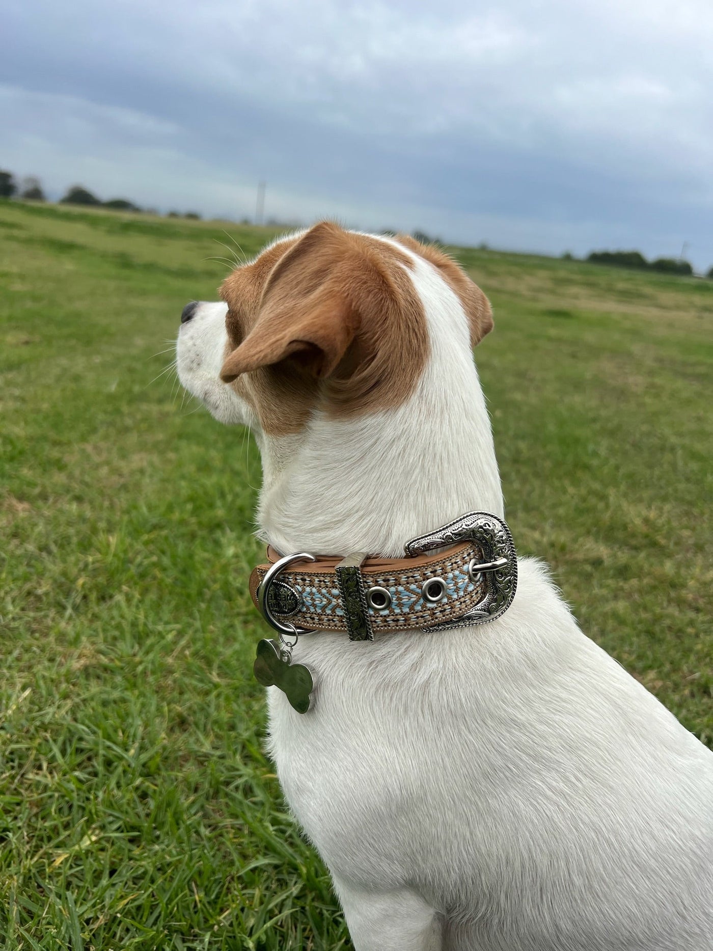 Halters & Leads: Dog