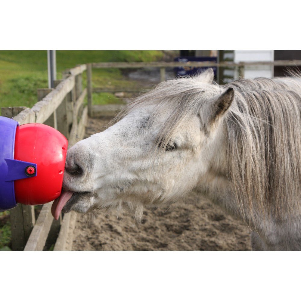 Horse Health: Horse Treats & Toys