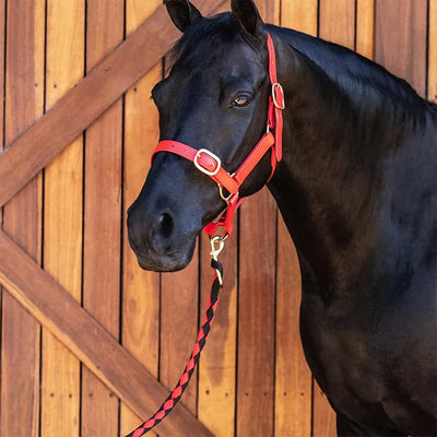Image of a horse wearing a red halter - available from Saddleworld Dural's range of horse halters
