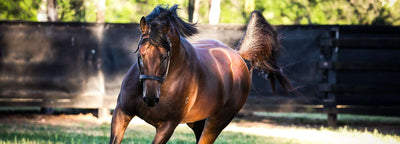 GOOD AS GOLD RACING AND STUD - Saddleworld Dural
