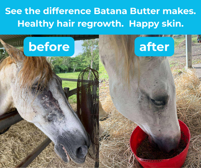 Hi Shine Equine Batana Butter