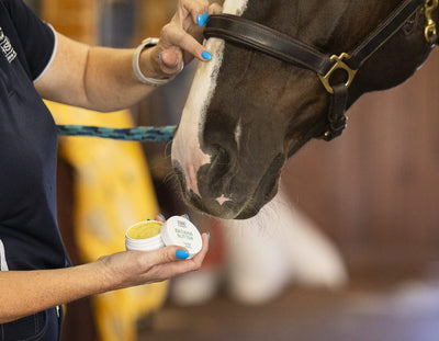 Hi Shine Equine Batana Butter