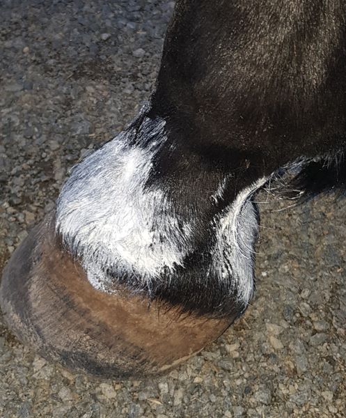 The Hoof Co Zinc Putty Smooth Skin & UV Filter