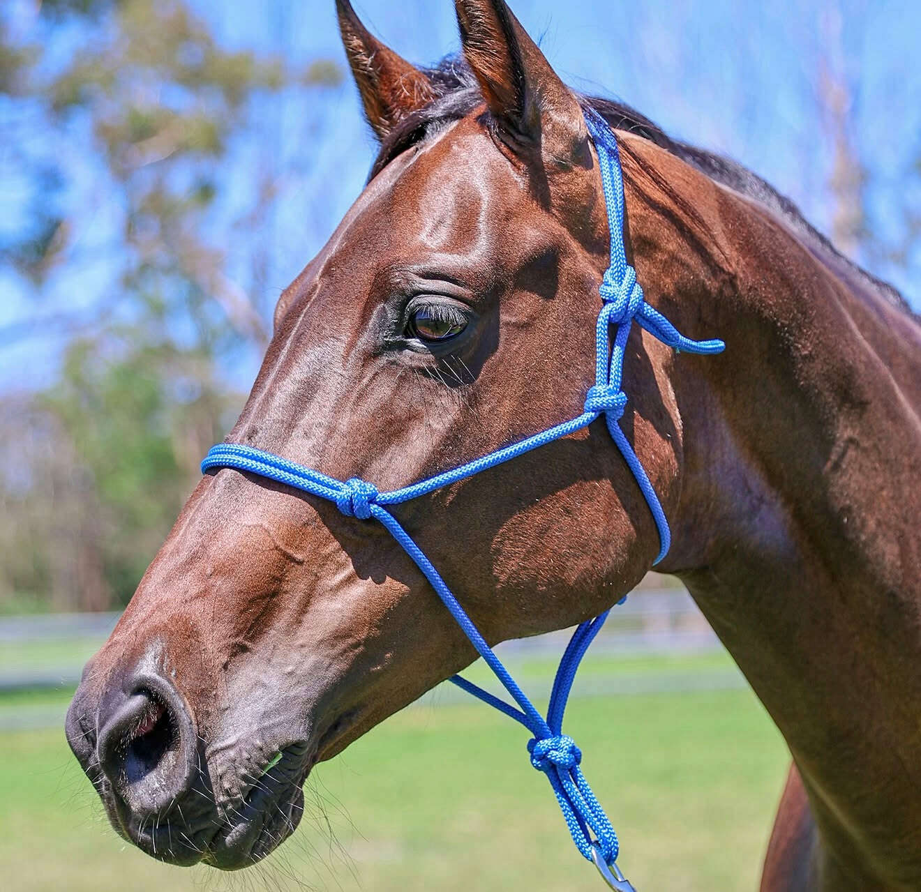 Knotted Rope Halter – Saddleworld Dural