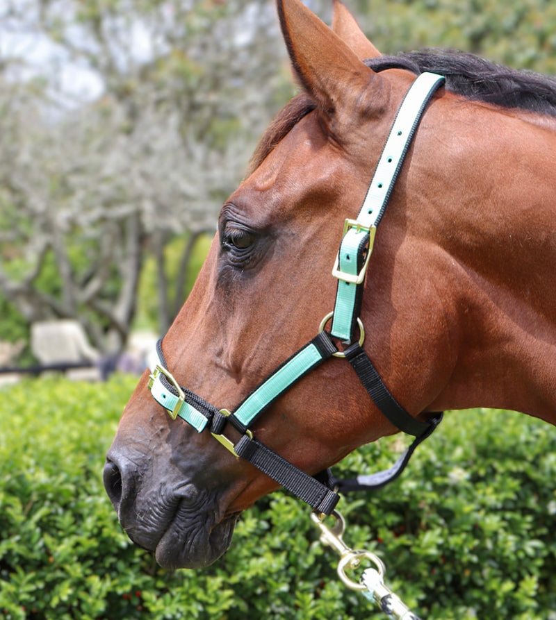 Zilco Overlay Halter