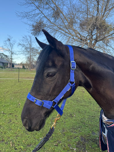 Academy Halter