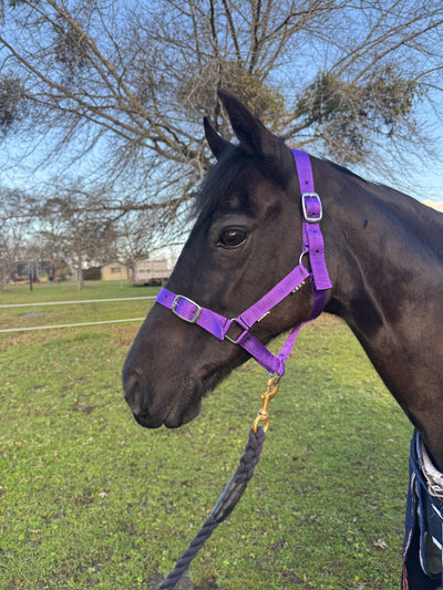 Academy Halter