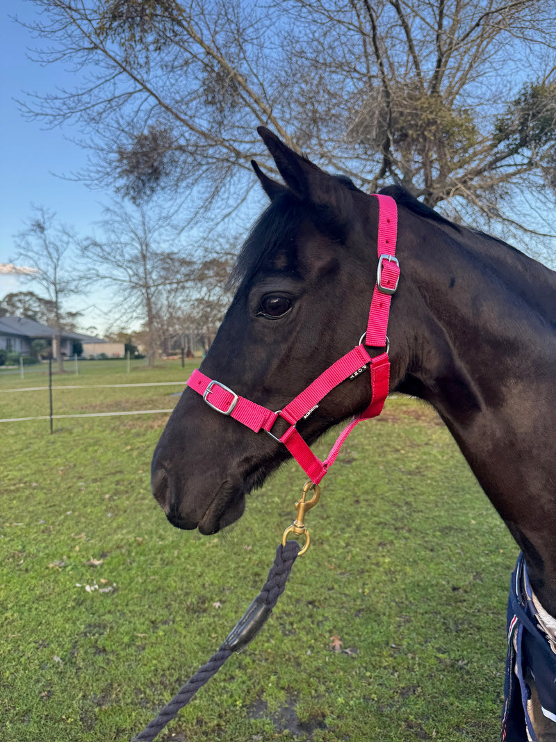 Academy Halter