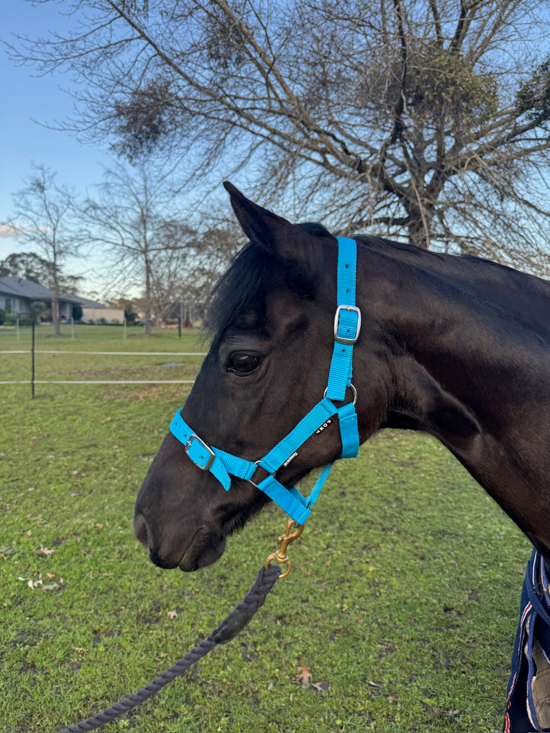 Academy Halter