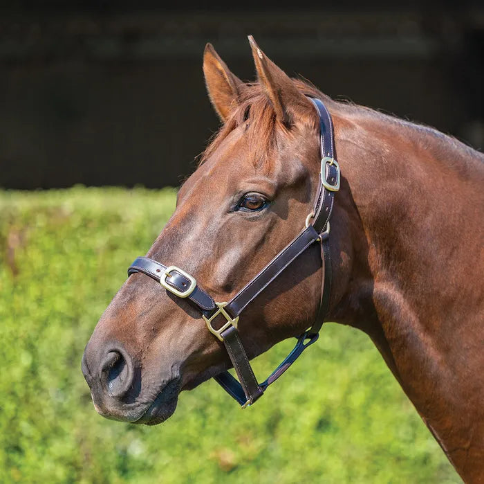 Grainge Leather Halter