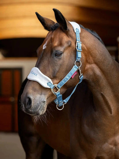 it06887_lifestyle_headcollar_ice-blue_2