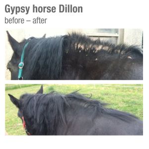 Before and after using Calafea Horse Oil on Gypsy horse Dillon