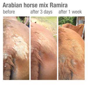 Before and after 3 days and 1 week using Calafea Horse Oil on Arabian horse mix Ramira