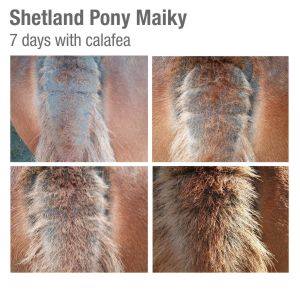 Before and after using Calafea Horse Oil on Shetland pony Maiky