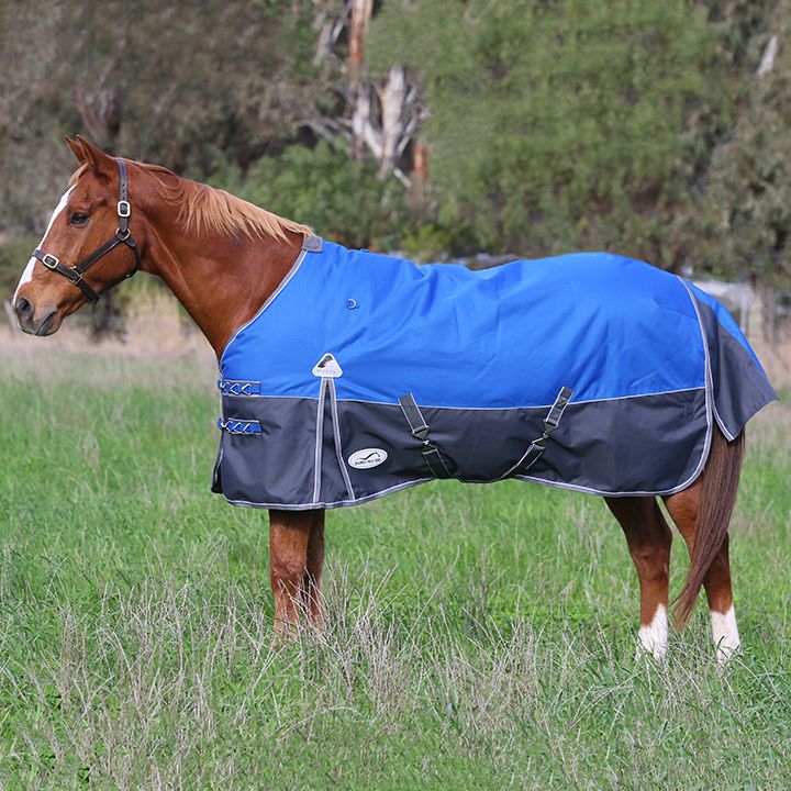 Image of a horse wearing the brand new Eurohunter Kosciuszko II Rug in royal blue. Available to purchase online from Saddleworld Dural.