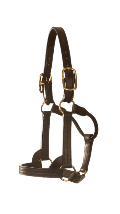 Image of the American-Style Stallion Halter, created in Australia by Saddleworld Dural as part of their Good As Gold racing equipment collection.