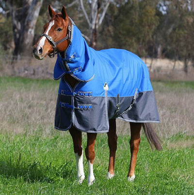 Image of a horse wearing the brand new Eurohunter Kosciuszko Combo winter rug in Royal Blue. Available to purchase online from Saddleworld Dural.